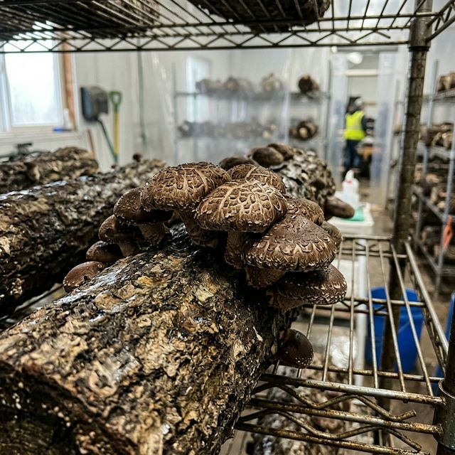 Shiitake Cultivation