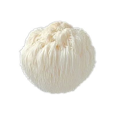 Premium Mushroom Extracts